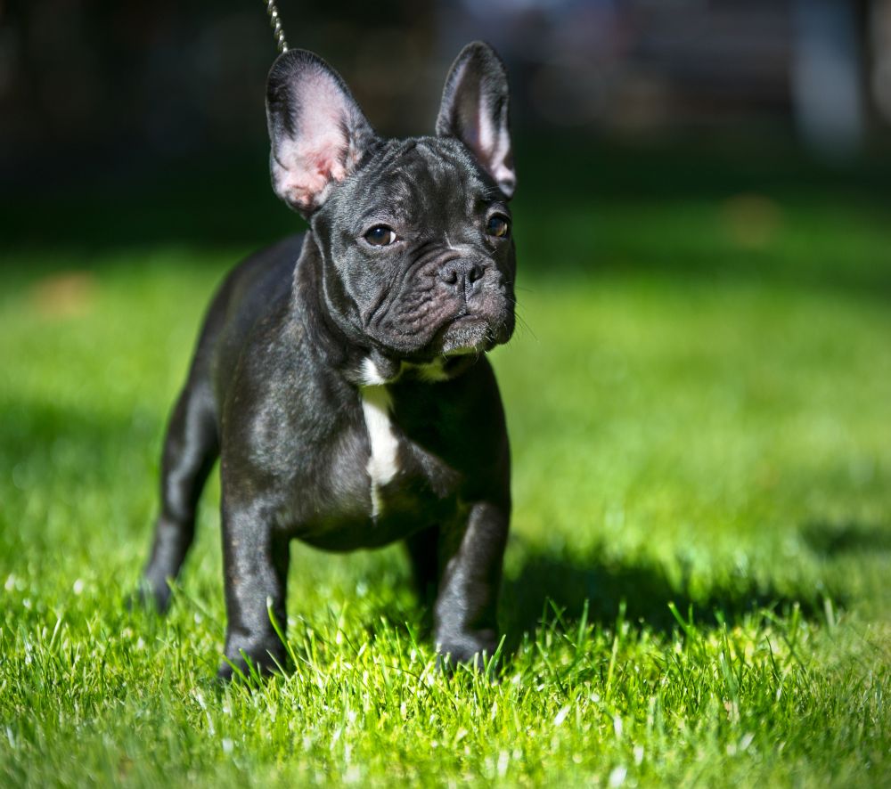 Französische Bulldogge auf dem Rasen
