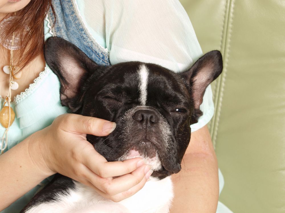 Therapiehund French Bulldog