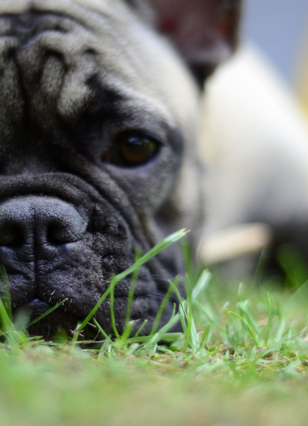 deckrüde französische bulldogge gesucht