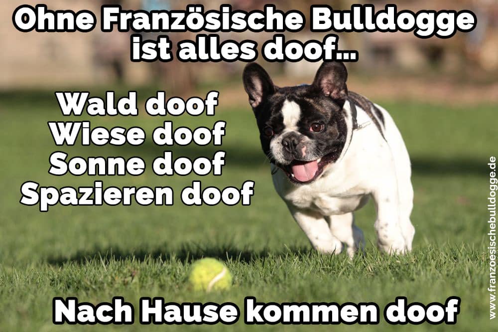 Französisch Bulldog im Gras spielt mit einem Ball