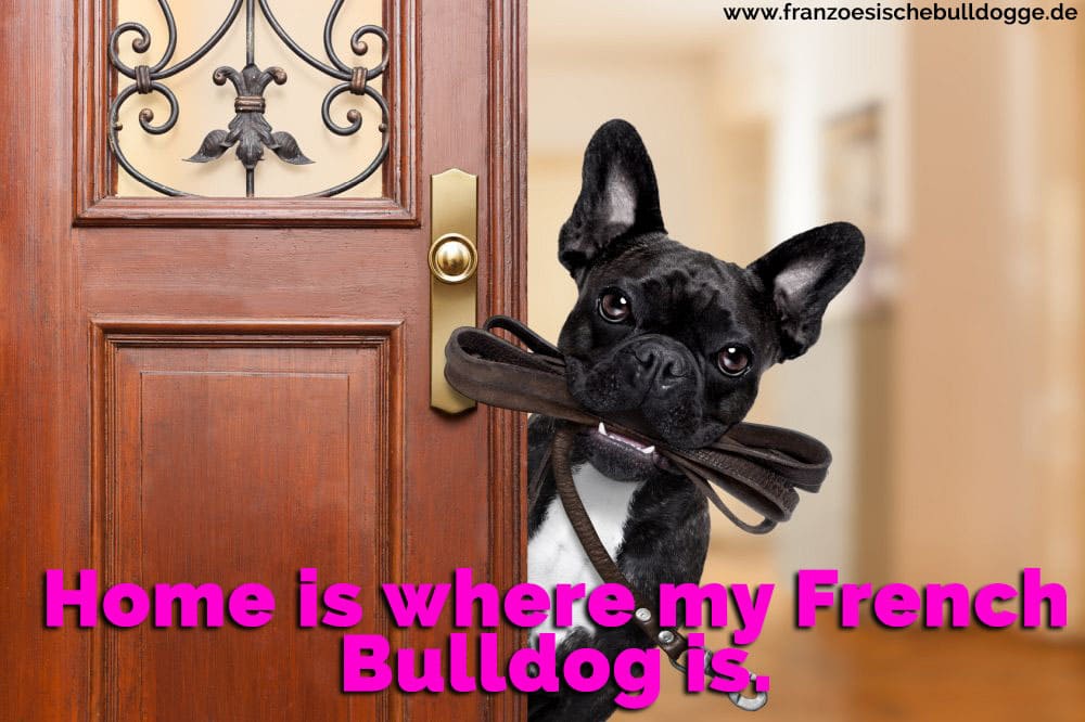 Eine Französisch Bulldog an der Tür