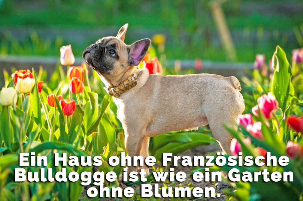 Französische Bulldogge im Garten