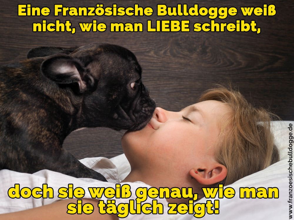 Ein Französisch Bulldogge einen Jungen küssen