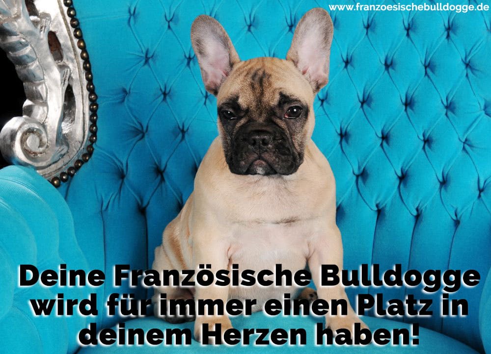 Ein Französisch Bulldog auf dem Sofa