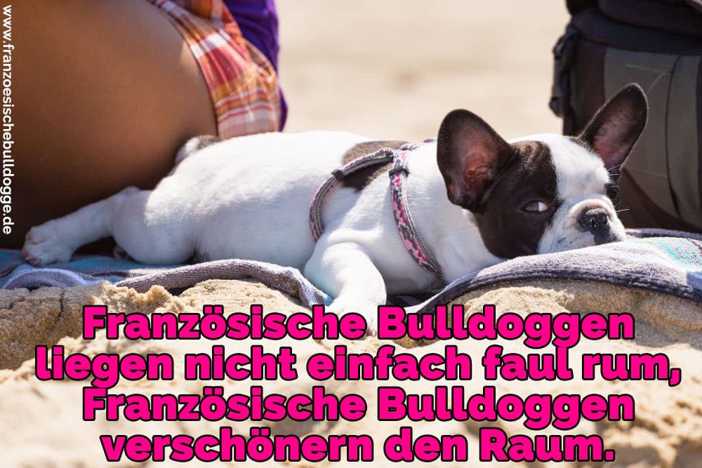 Eine Französische Bulldogge am Strand