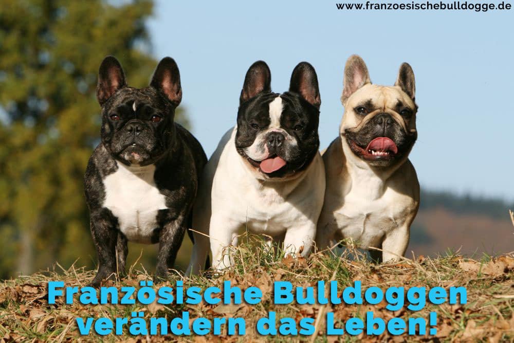 Drei Französische Bulldoggen im Gras