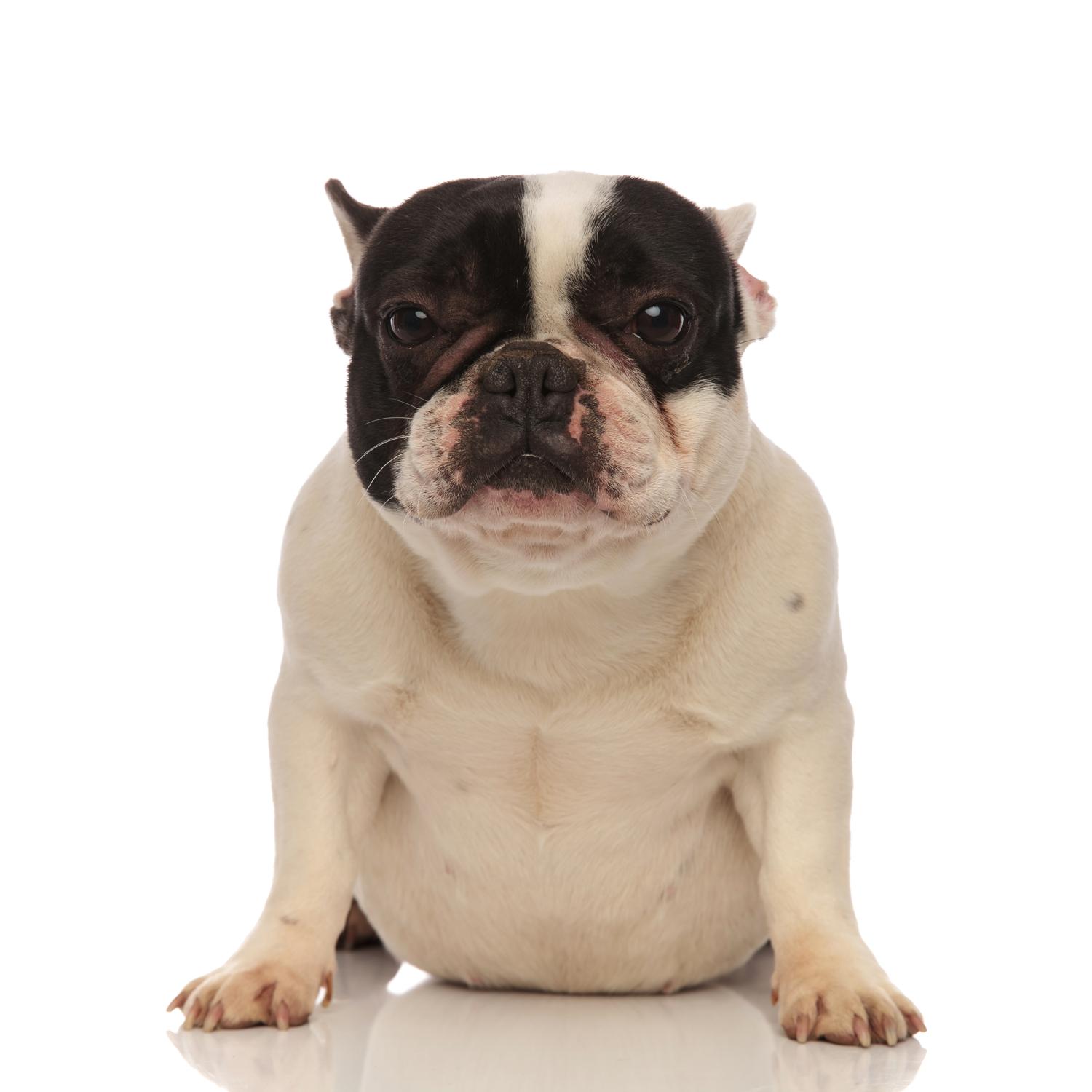 Französische Bulldogge dicker Bauch – Was hat das zu bedeuten?