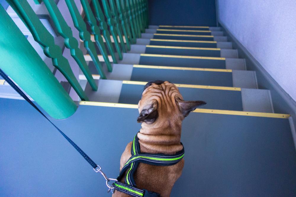 Können Französische Bulldoggen Treppen laufen?