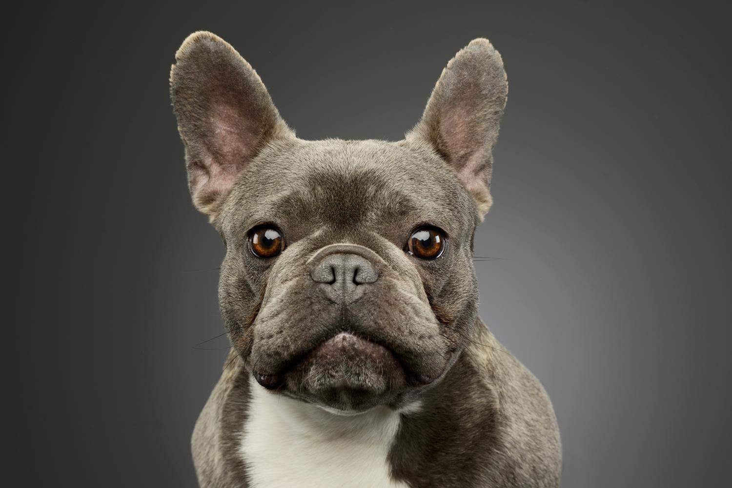 Sind Französische Bulldoggen intelligent?