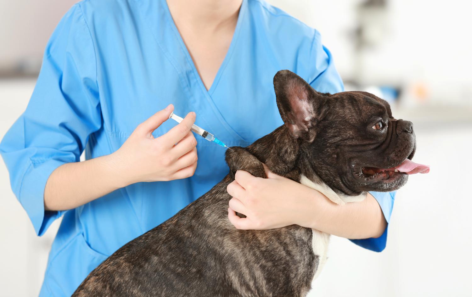 Welche Impfungen für die Französische Bulldogge?