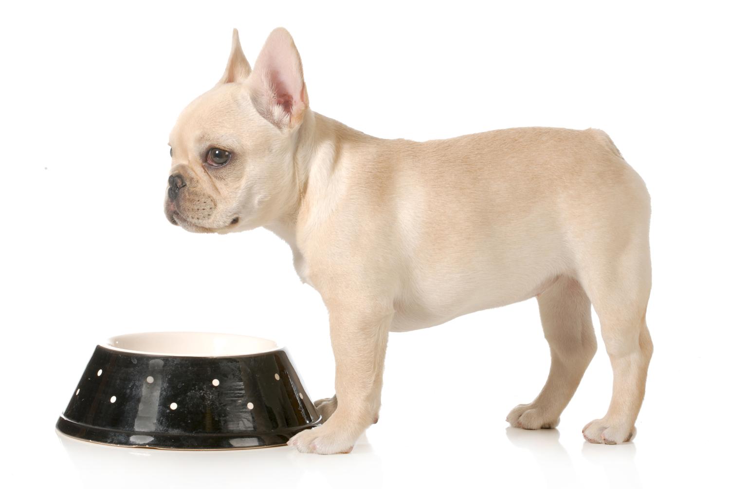 Welches Futter für Französische Bulldogge Welpen?