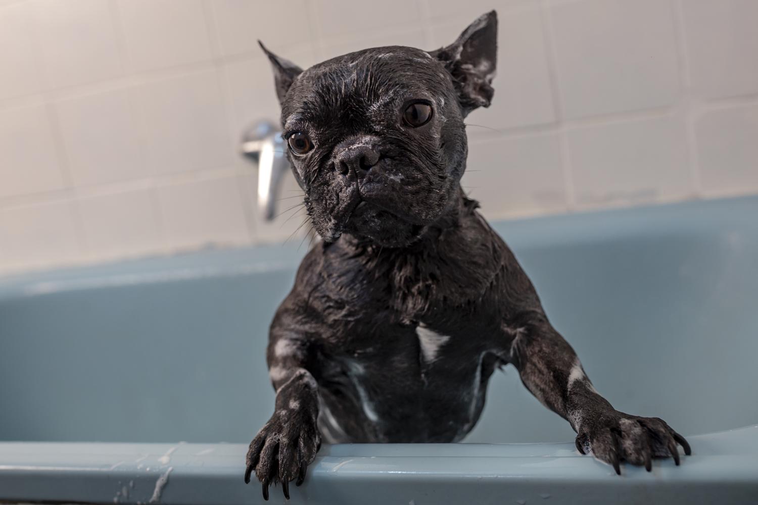 Französische Bulldogge baden