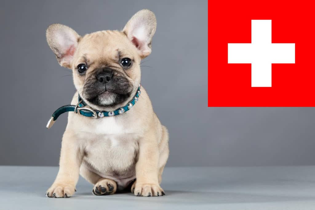 Französische Bulldogge Züchter mit Welpen Schweiz