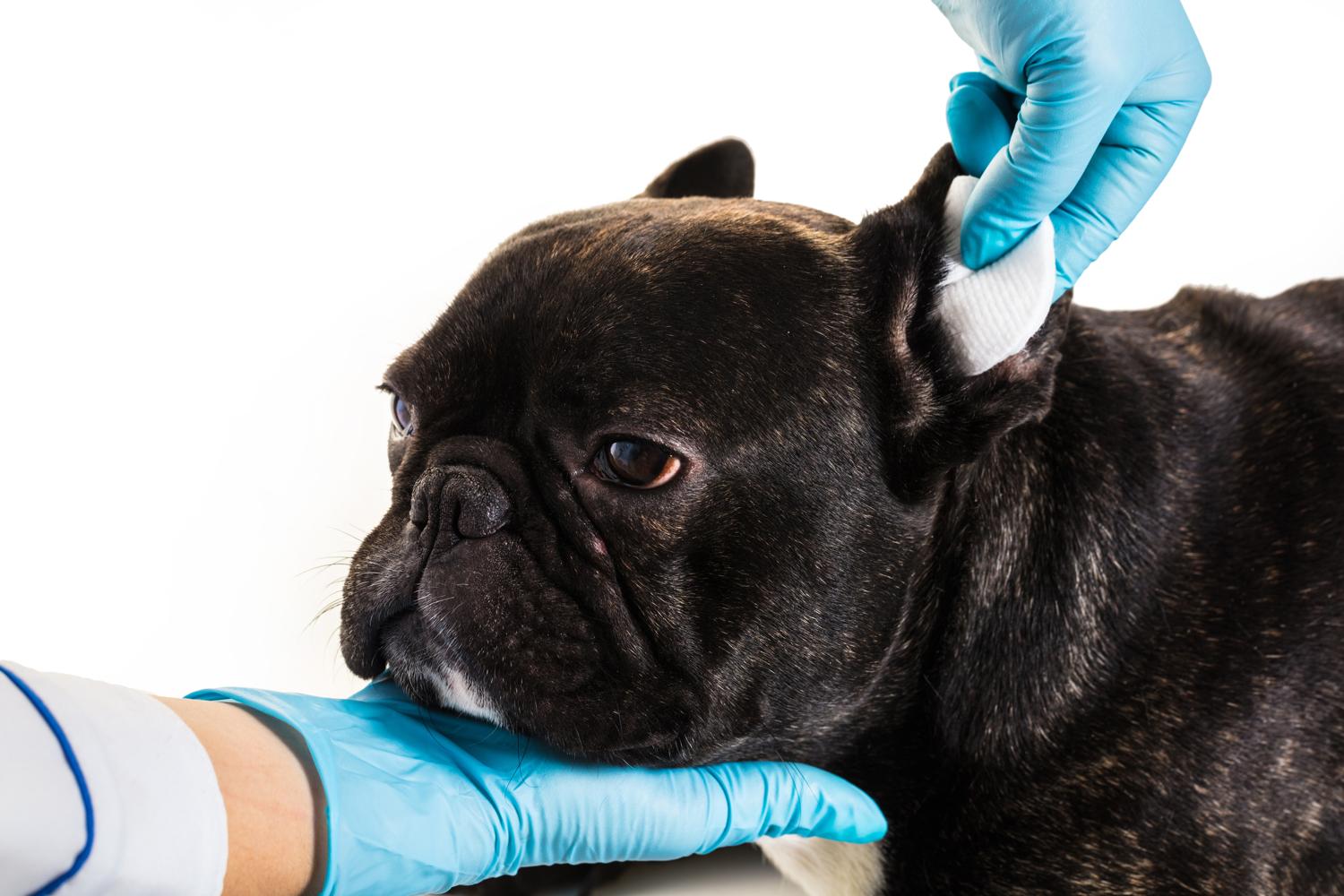 Ohrenpflege Französische Bulldogge