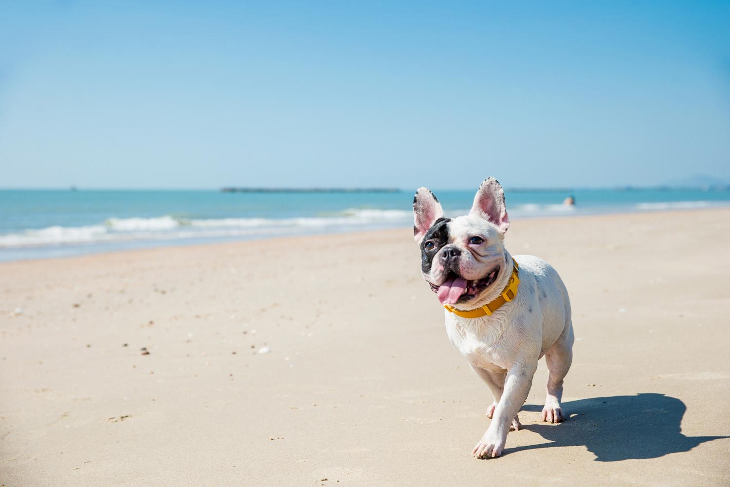 Reisen und Urlaub mit Französische Bulldogge