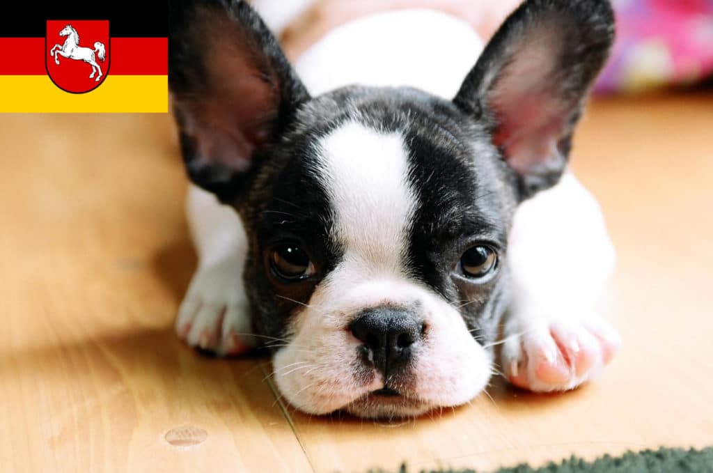 Französische Bulldogge Züchter mit Welpen Niedersachsen