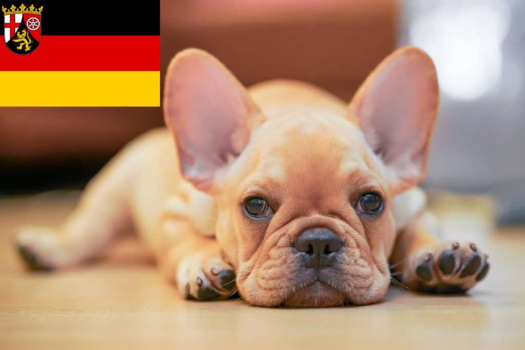 Französische Bulldogge Züchter mit Welpen Rheinland-Pfalz