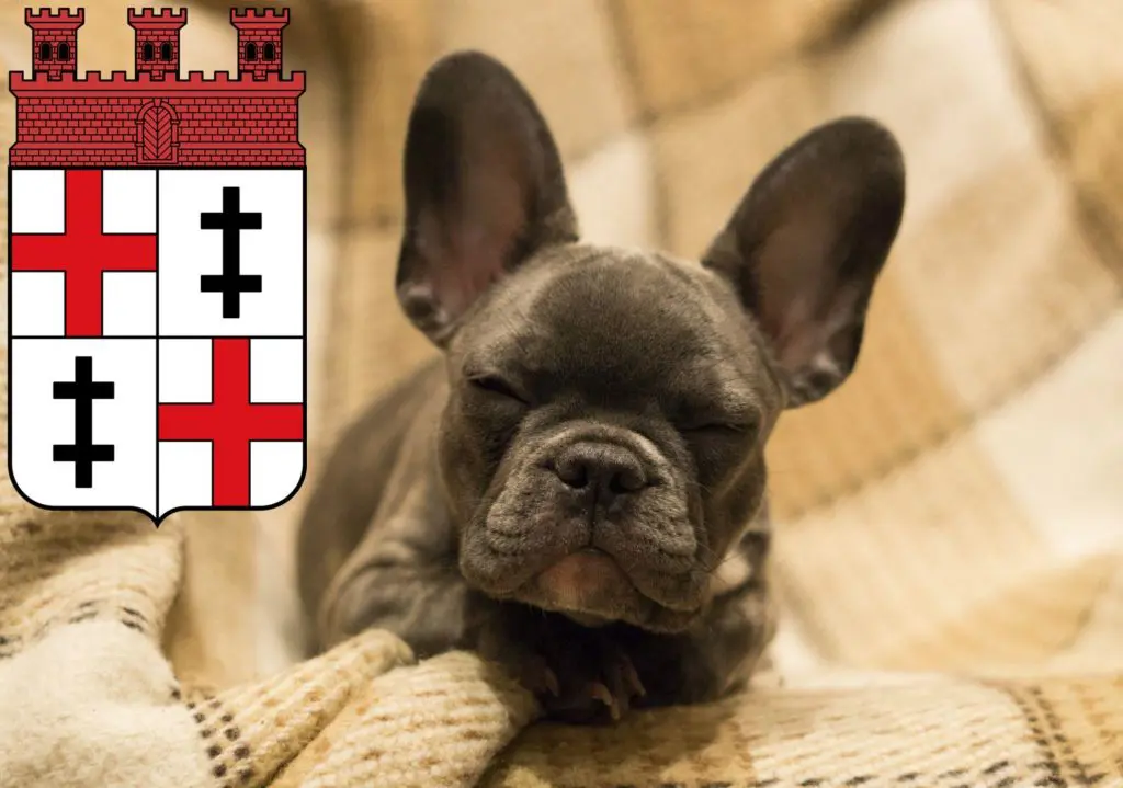 Französische Bulldogge Züchter mit Welpen Merzig, Saarland