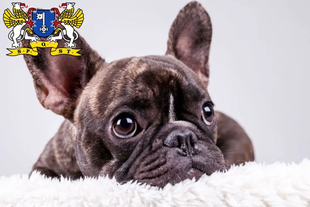 Französische Bulldogge Züchter mit Welpen Stade, Niedersachsen