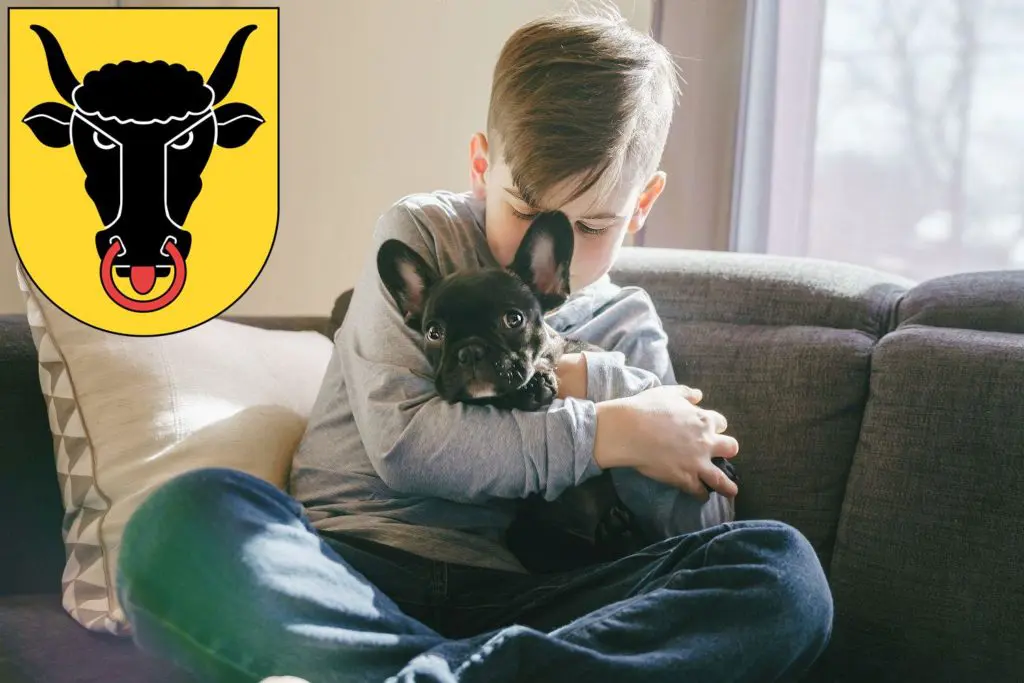 Französische Bulldogge Züchter mit Welpen Uri, Schweiz