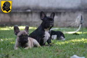 Mehr über den Artikel erfahren Französische Bulldogge Züchter und Welpen in Coburg