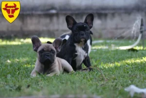 Mehr über den Artikel erfahren Französische Bulldogge Züchter und Welpen in Coesfeld