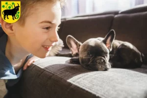 Mehr über den Artikel erfahren Französische Bulldogge Züchter und Welpen in Güstrow