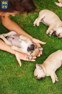 Mehr über den Artikel erfahren Französische Bulldogge Züchter und Welpen in Homberg (Efze)