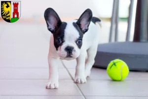 Mehr über den Artikel erfahren Französische Bulldogge Züchter und Welpen in Kempten (Allgäu)