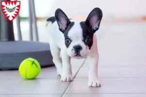 Mehr über den Artikel erfahren Französische Bulldogge Züchter und Welpen in Kiel