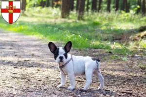 Mehr über den Artikel erfahren Französische Bulldogge Züchter und Welpen in Koblenz