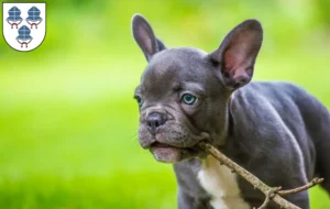 Mehr über den Artikel erfahren Französische Bulldogge Züchter und Welpen in Landshut