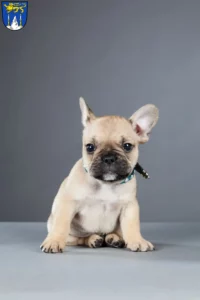 Mehr über den Artikel erfahren Französische Bulldogge Züchter und Welpen in Lichtenfels (Oberfranken)