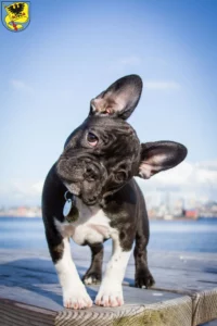 Mehr über den Artikel erfahren Französische Bulldogge Züchter und Welpen in Ludwigsburg