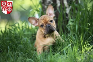 Mehr über den Artikel erfahren Französische Bulldogge Züchter und Welpen in Miltenberg