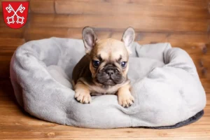 Mehr über den Artikel erfahren Französische Bulldogge Züchter und Welpen in Regensburg