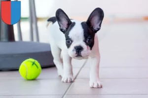 Mehr über den Artikel erfahren Französische Bulldogge Züchter und Welpen im Tessin