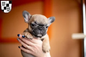 Mehr über den Artikel erfahren Französische Bulldogge Züchter und Welpen in Wunsiedel