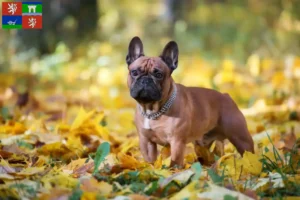 Mehr über den Artikel erfahren Französische Bulldogge Züchter und Welpen in Ústí