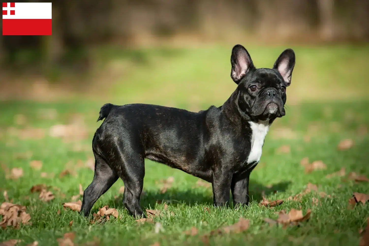 Mehr über den Artikel erfahren Französische Bulldogge Züchter und Welpen in Utrecht