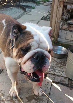 DUMBO - English Bulldog